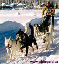 Gold Rush Trail Sled Dog Mail Run